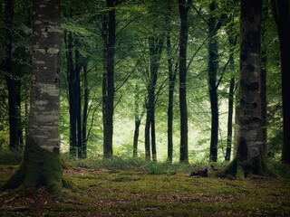 Idless woods near Truro Cornwall England uk 