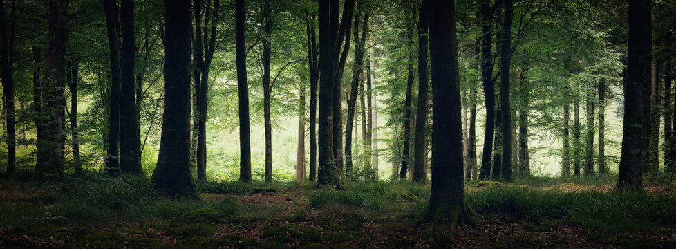 Idless woods near Truro Cornwall England uk 
