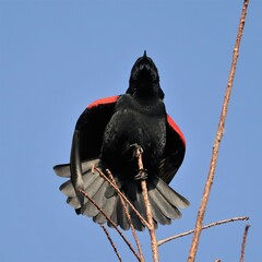 Red-winged Blackbird Courtship Song Sweetwater Wetlands Gainesville Florida