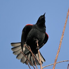 Red-winged Blackbird Courtship Song Sweetwater Wetlands Gainesville Florida