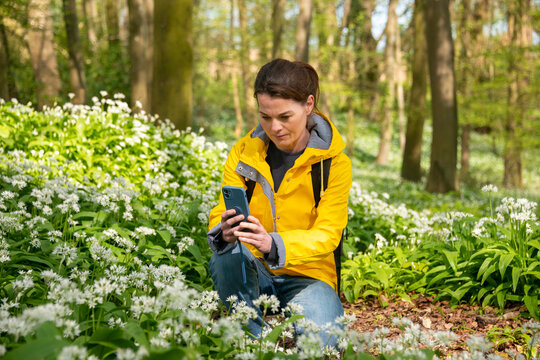 Woman taking photos on her smart phone of flowering wild garlic in woodland.