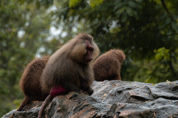 Family group of Hamadryas baboon monkeys resting with rocks as background