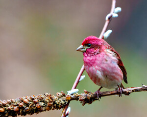 Purple Finch Photo and Image. Finch male close-up side view, perched on a branch displaying red colour plumage with a blur coloured background in its environment