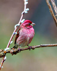 Purple Finch Photo and Image. Finch male close-up side view, perched on a branch displaying red colour plumage with a blur coloured background in its environment