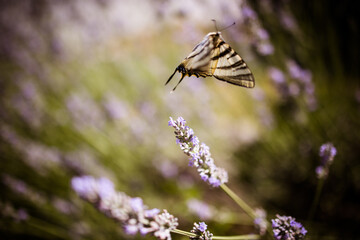 Farfalla su fiori di lavanda
