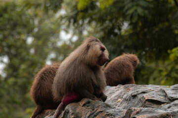 Hamadryas baboons (papio hamadryas) sitting together outdoors, rainy day, close up, copy space for text