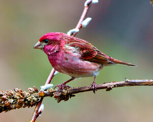Purple Finch Photo and Image. Finch male close-up side view, perched on a branch displaying red colour plumage with a blur coloured background in its environment