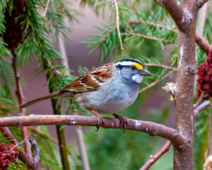 Sparrow Stock Photo and Image.  White-crowned Sparrow close up profile view perched on a tree branch with forest background in its environment