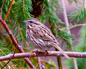 Song Sparrow Photo and Image.  Sparrow close-up side view perched on a branch with a coniferous forest background in its environment.