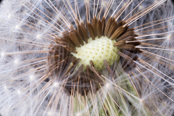 uno splendido soffione ed il dettaglio dei sui semi, foto macro ad uno splendido soffione in primavera