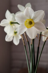 Beautiful white daffodils on the table