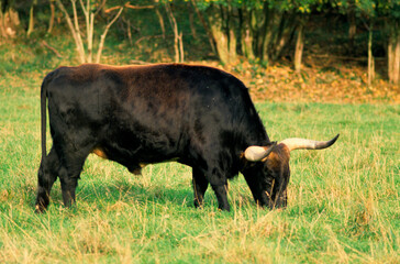 Aurochs, Bos taurus primigenius