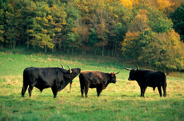Aurochs, Bos taurus primigenius