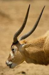 Door stickers Antelope Addax, Addax nasomaculatus, Afrique