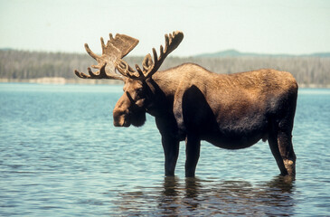 Fototapeta premium Elan d'Amerique, Orignal, Alces alces, Parc national du Yellowstone, U.S.A