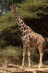 Girafe réticulée, Giraffa camelopardalis reticulata, Parc national de Samburu, Kenya