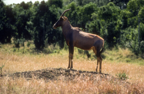 Damalisque, Damaliscus korrigum,  Parc national de Masai Mara, Kenya