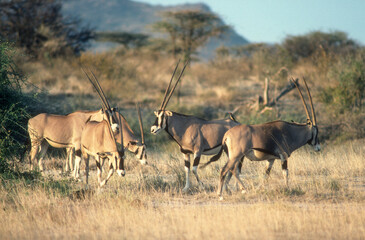 Oryx beisa, Oryx beisa, Parc national de Samburu, Kenya, Afrique de l'Est