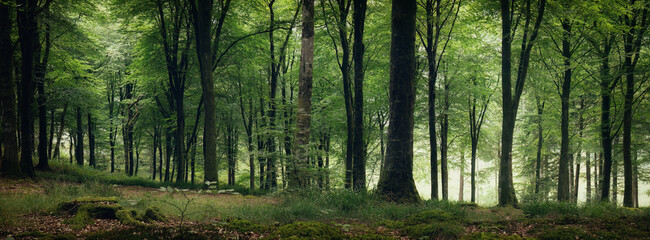 Idless woods near Truro Cornwall England uk 