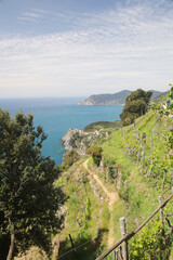 Fototapeta na wymiar The panorama of CInque Terre national park and Corniglia village, Italy