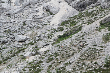 Mountain goats in the Alps mountains near Oberstdorf, Germany