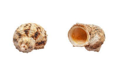 Seashell Turbo argyrostomus isolated on transparent background. Silver-mouthed turban tropic sea shell cut out, selective focus