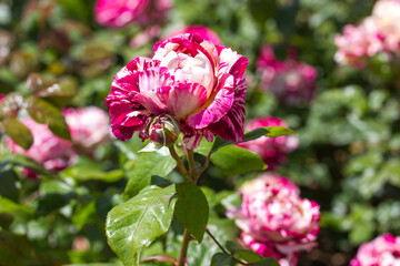 Obraz premium Bicolor shrub roses growing in botanical garden, rosarium flowerbed. Lots of pink and white spotted roses in bloom in summer or spring yard. Beautiful fragrant striped buds, petals among green foliage