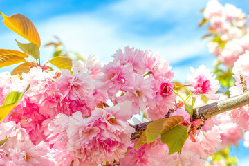 Pink blossoms in spring garden. Soft japanese cherry trees by blue sky, selective focus