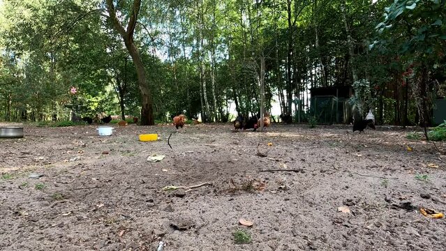 Chickens 28 Polish Onagadori La Fleche Wyandotte Frisian Gull Plymouth Rock Leghorn