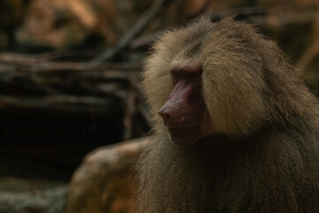 Hamadryas baboon sitting on a rock, looking down and thinking.