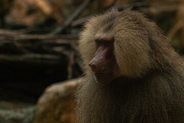 A closeup isolated photo of one alpha male hamadryas baboon or Papio hamadryas. Copy space for text