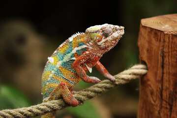 chameleon on a tree