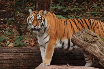 tiger in the zoo