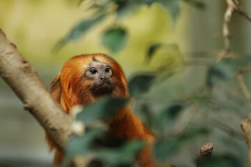 golden lion tamarin