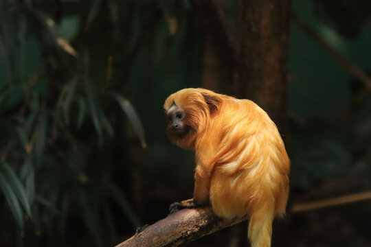 golden lion tamarin