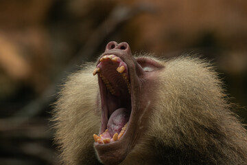 Large male Hamadryas Baboon showing teeth, close up portrait with copy space for text