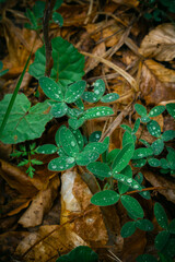 Rain drops on a plants in the forest.