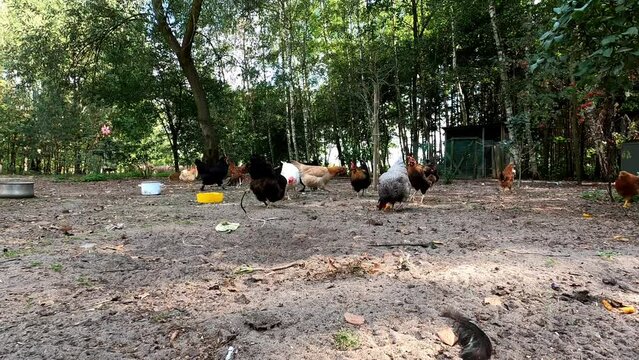 Chickens 34 Polish Onagadori La Fleche Wyandotte Frisian Gull Plymouth Rock Leghorn