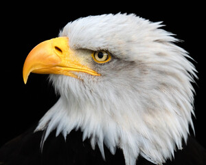 bald eagle portrait