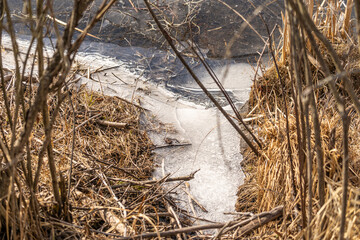 Frozen Cold Stream with Reeds