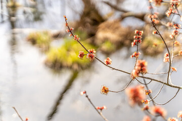 Oak Tree Blossoms with Swamp Background