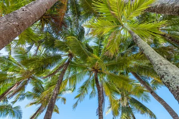 Photo sur Plexiglas Plage blanche de Boracay Looking up at some coconuts at white beach, Boracay Island. Tropical vibe