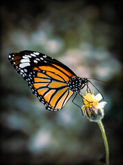 Fototapeta na wymiar Tiger butterfly