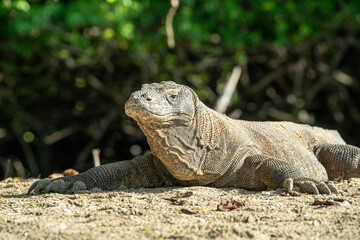 Komodo Waran in Indonesien