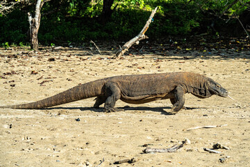 Komodo Waran in Indonesien