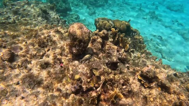 Coral underwater in the Caribbean Sea in Cayman Islands