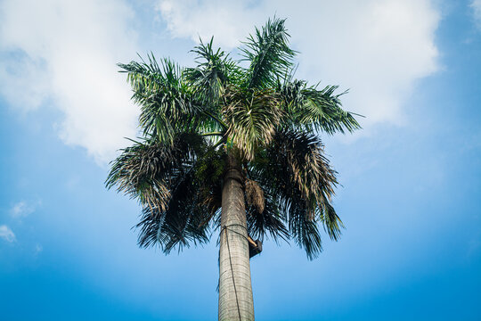 Palm tree at the Rizal Park along Taft Ave., Manila, Philippines