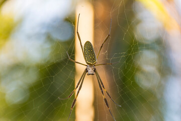 Spider close up. Golden Silk Orb-Weaver spider on the web and blurred background.