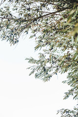 Olive trees with fruits glow beautifully at sunset. Garden with olive trees, Mediterranean landscape.Ready-made trees for harvesting.