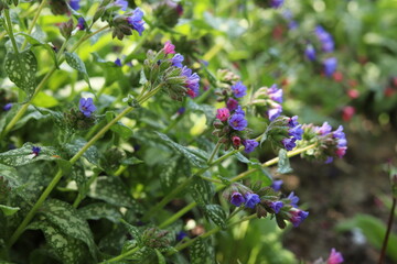 The first spring flowers of the medunica. Pulmonaria officinalis.
